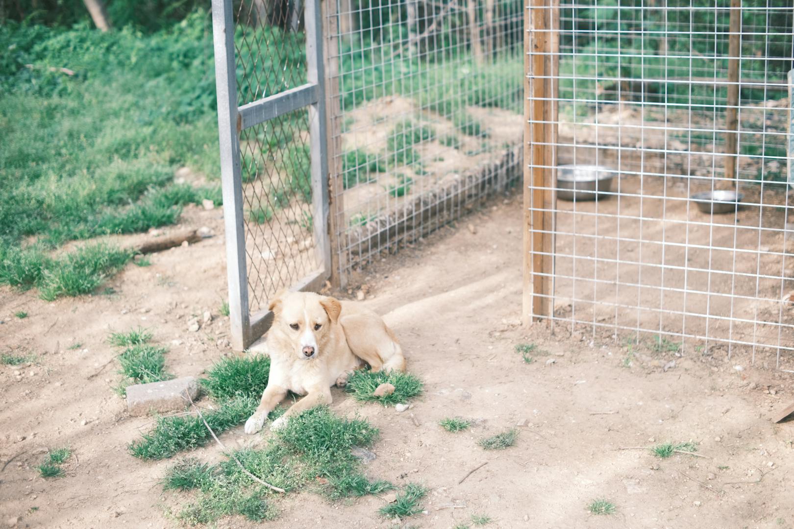 A cute dog relaxing in front of an open kennel on a sunny day.