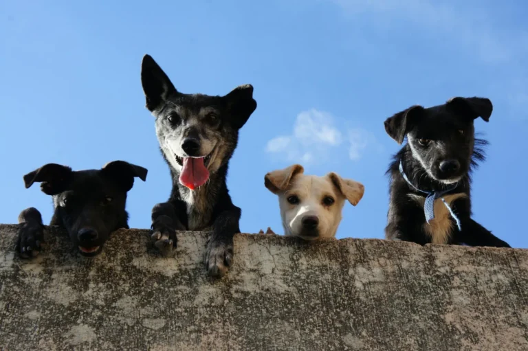 Como adaptar tu nuevo animal a tu hogar