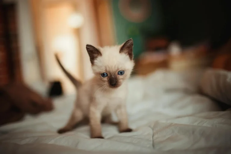 Consejos para cuidar gatos